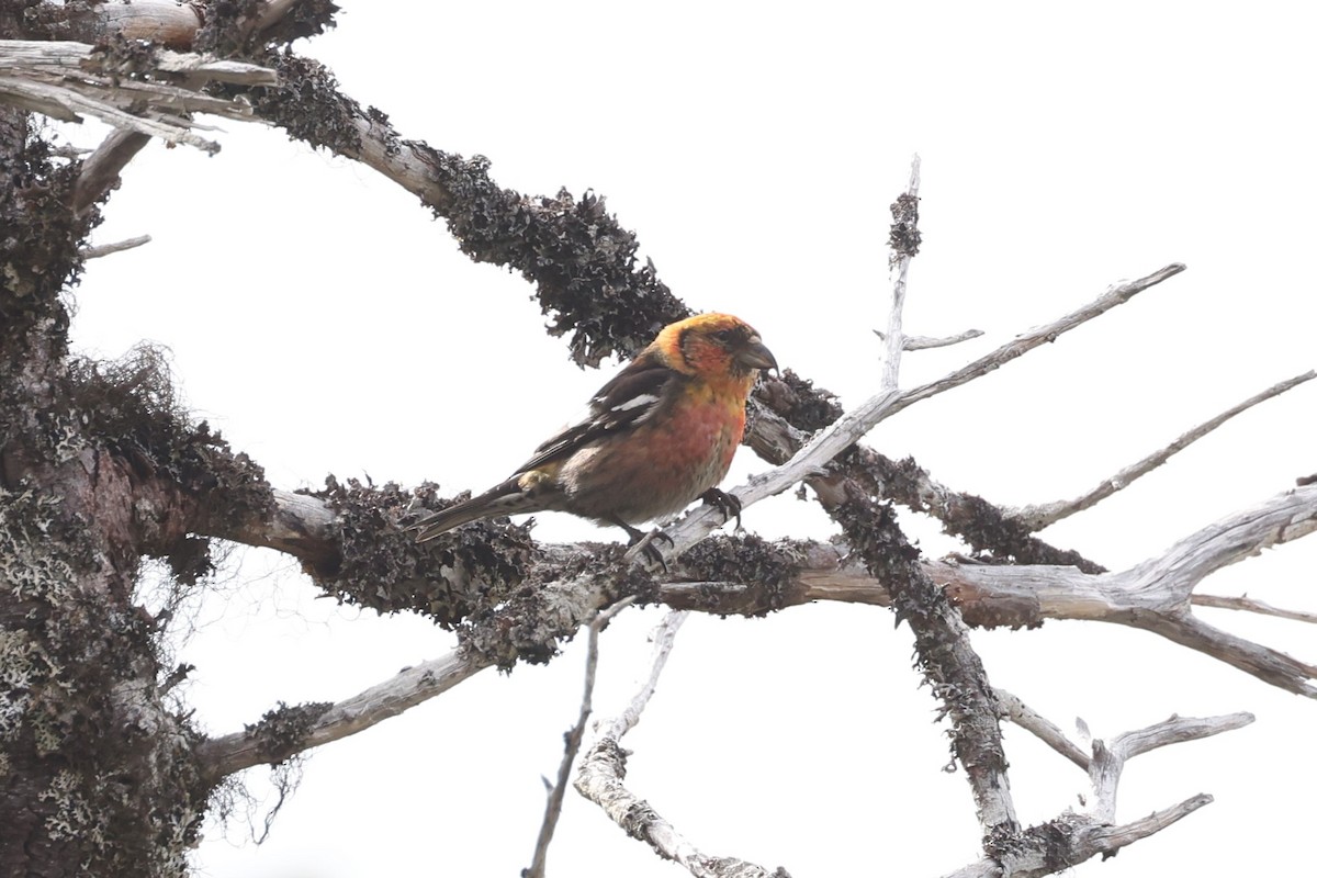 White-winged Crossbill - Michael Gallo