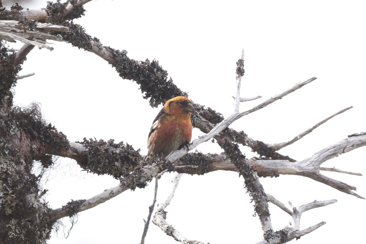 White-winged Crossbill - ML623799263