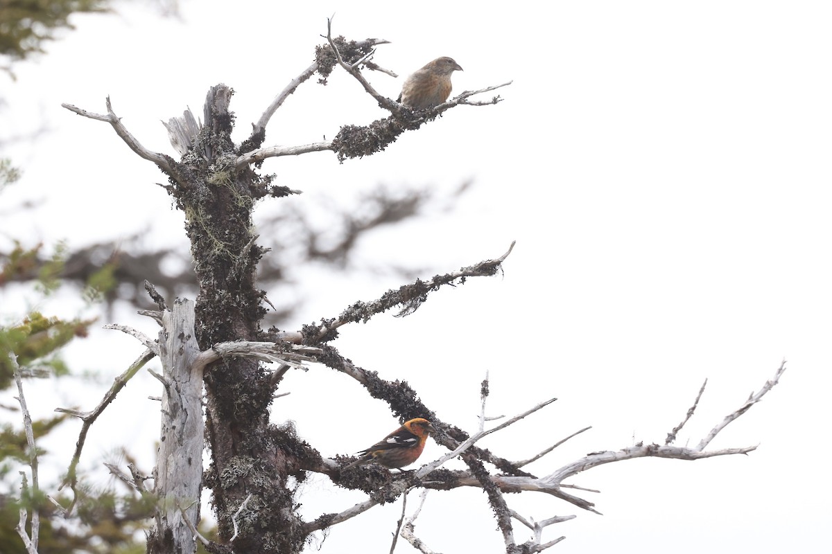 White-winged Crossbill - ML623799264