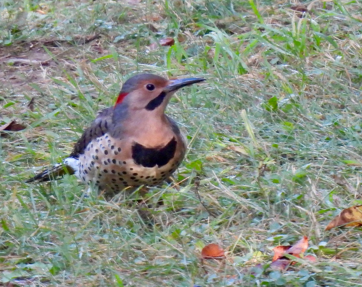 Northern Flicker - ML623799283