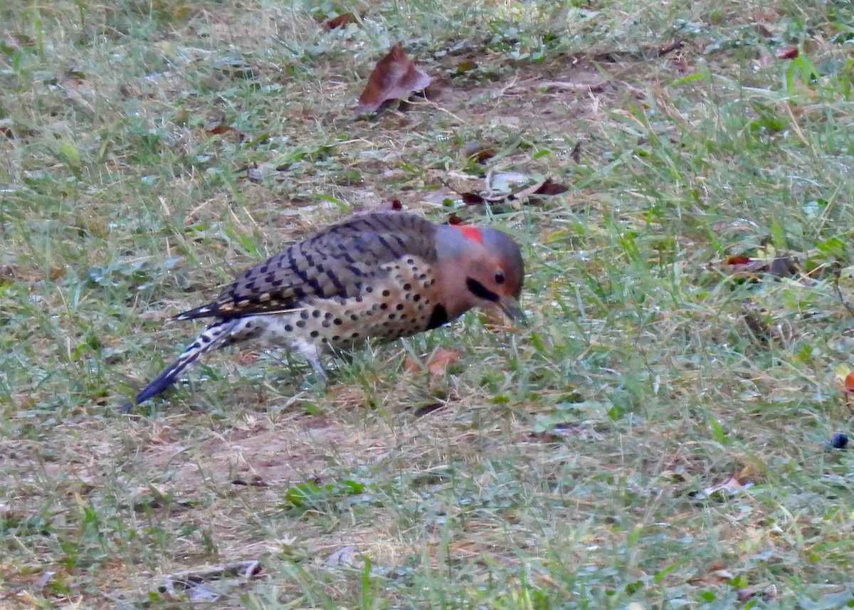 Northern Flicker - ML623799284