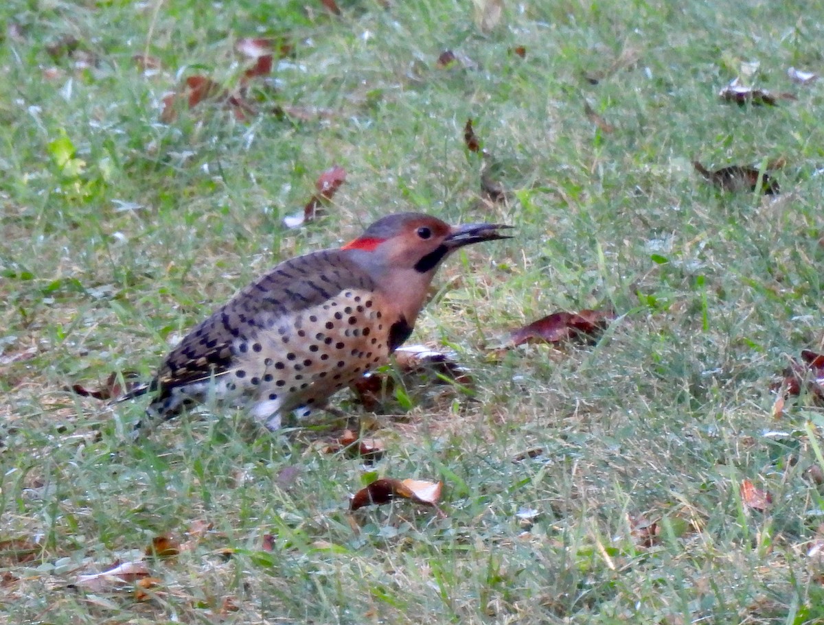 Northern Flicker - ML623799285