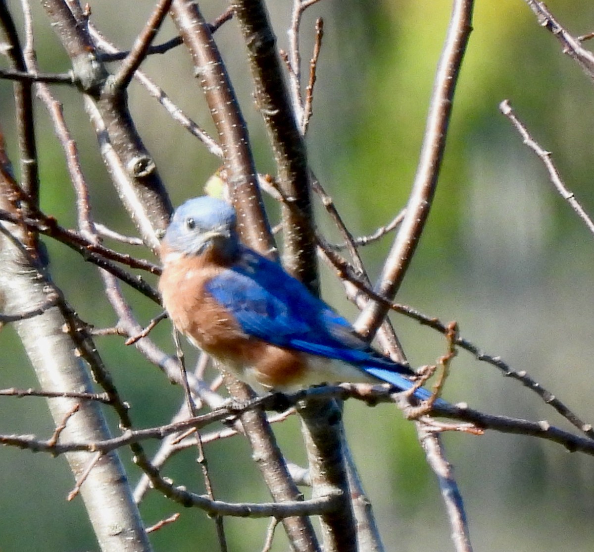 Eastern Bluebird - ML623799292