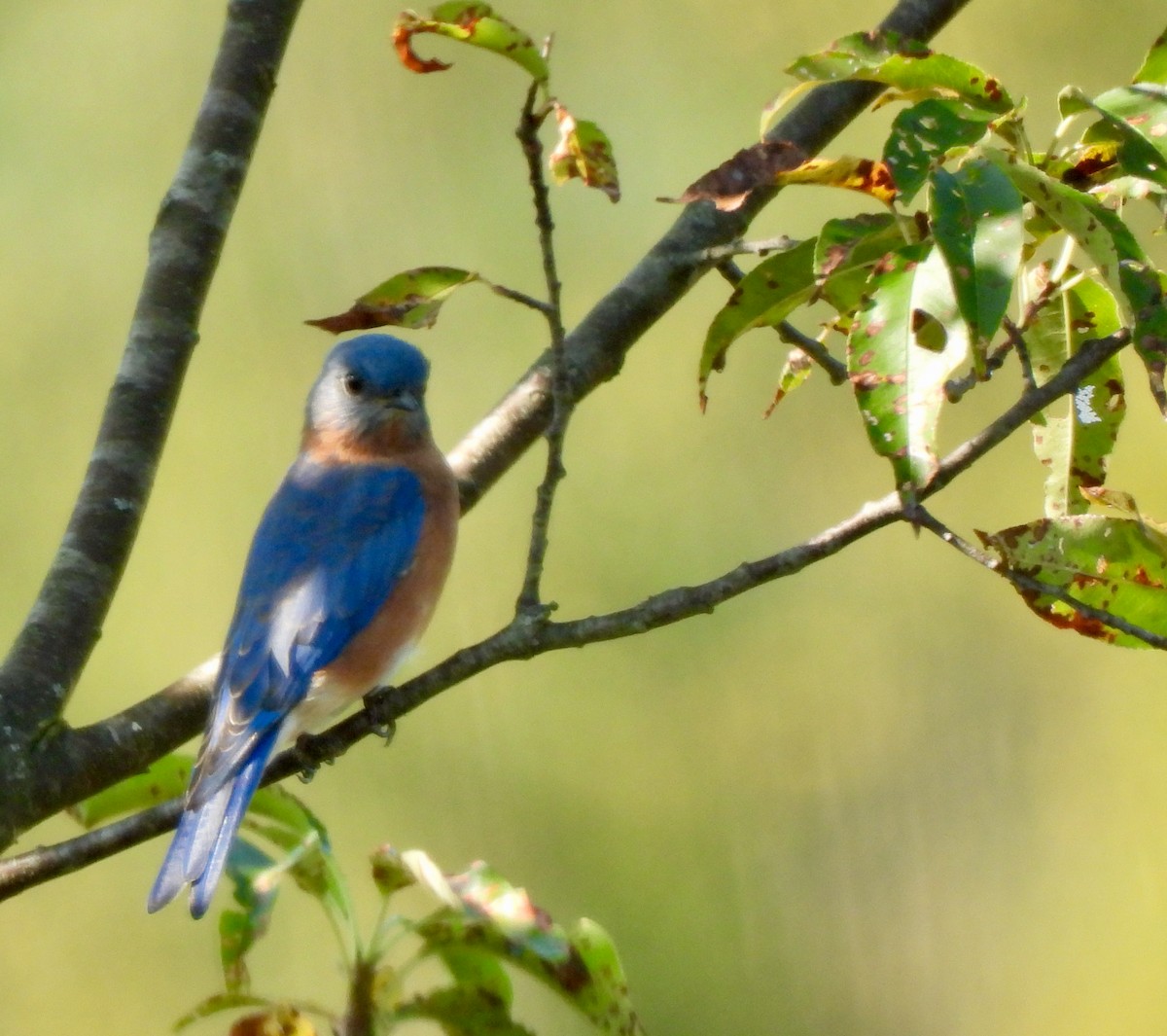 Eastern Bluebird - ML623799293