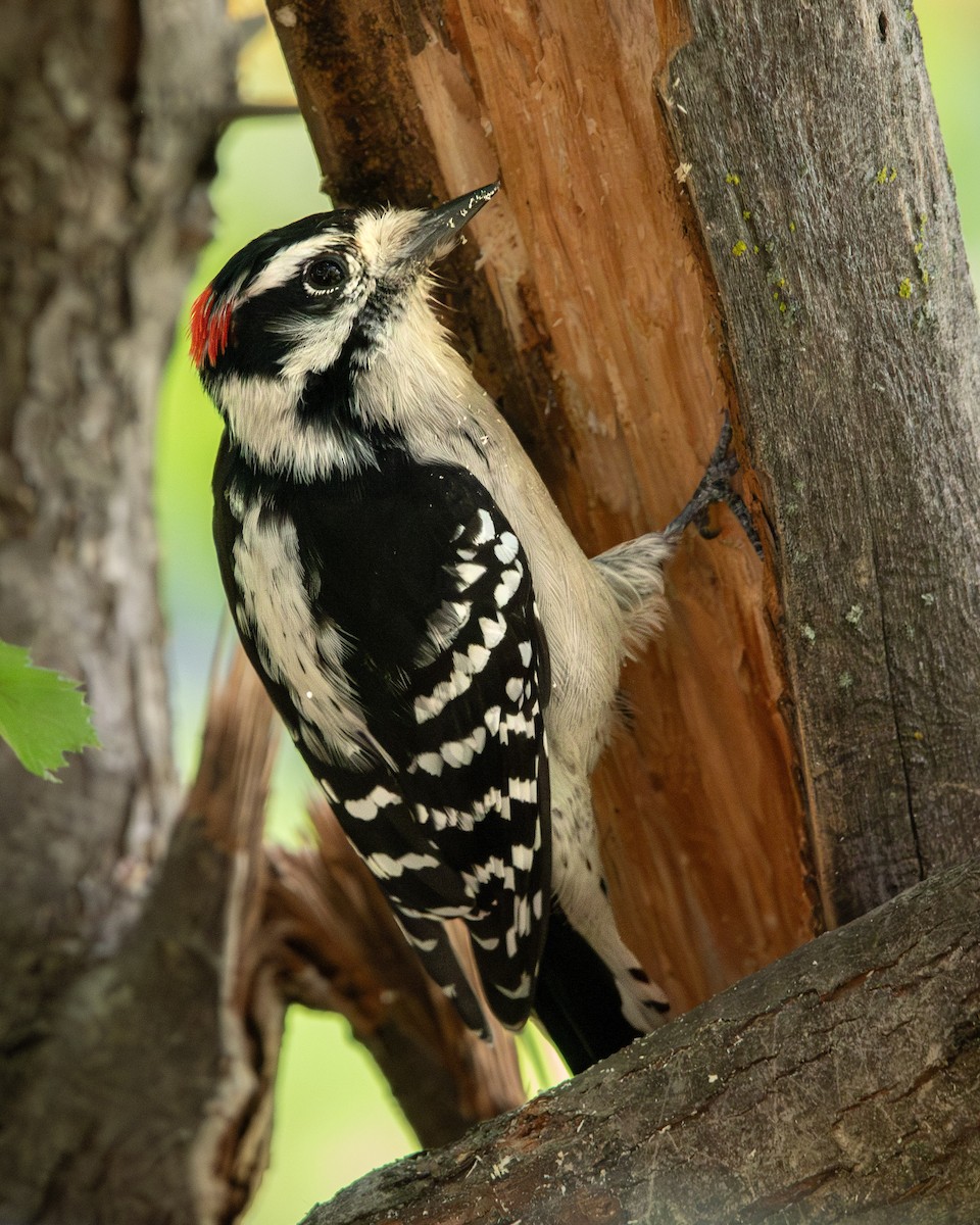 Downy Woodpecker - ML623799298