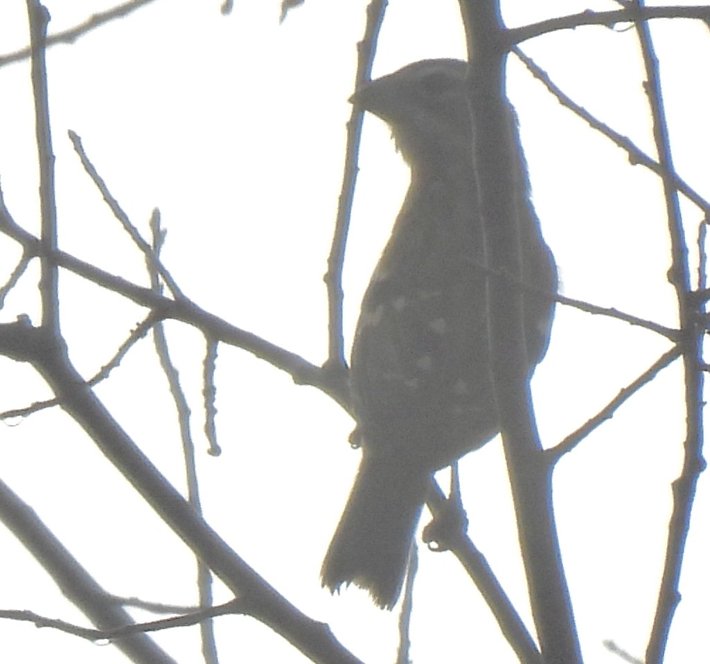 Rose-breasted Grosbeak - ML623799300