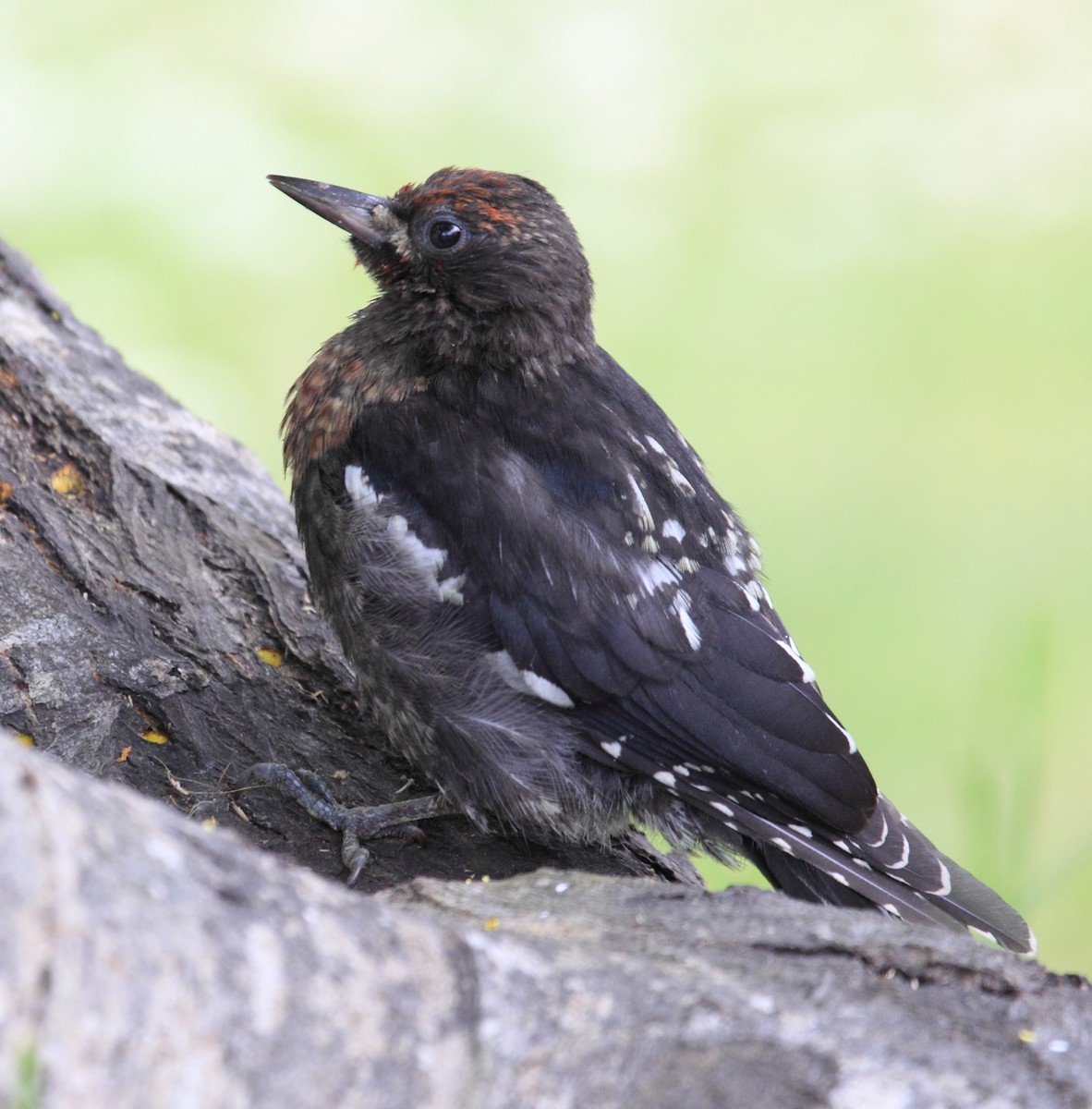 Red-breasted Sapsucker - ML623799324