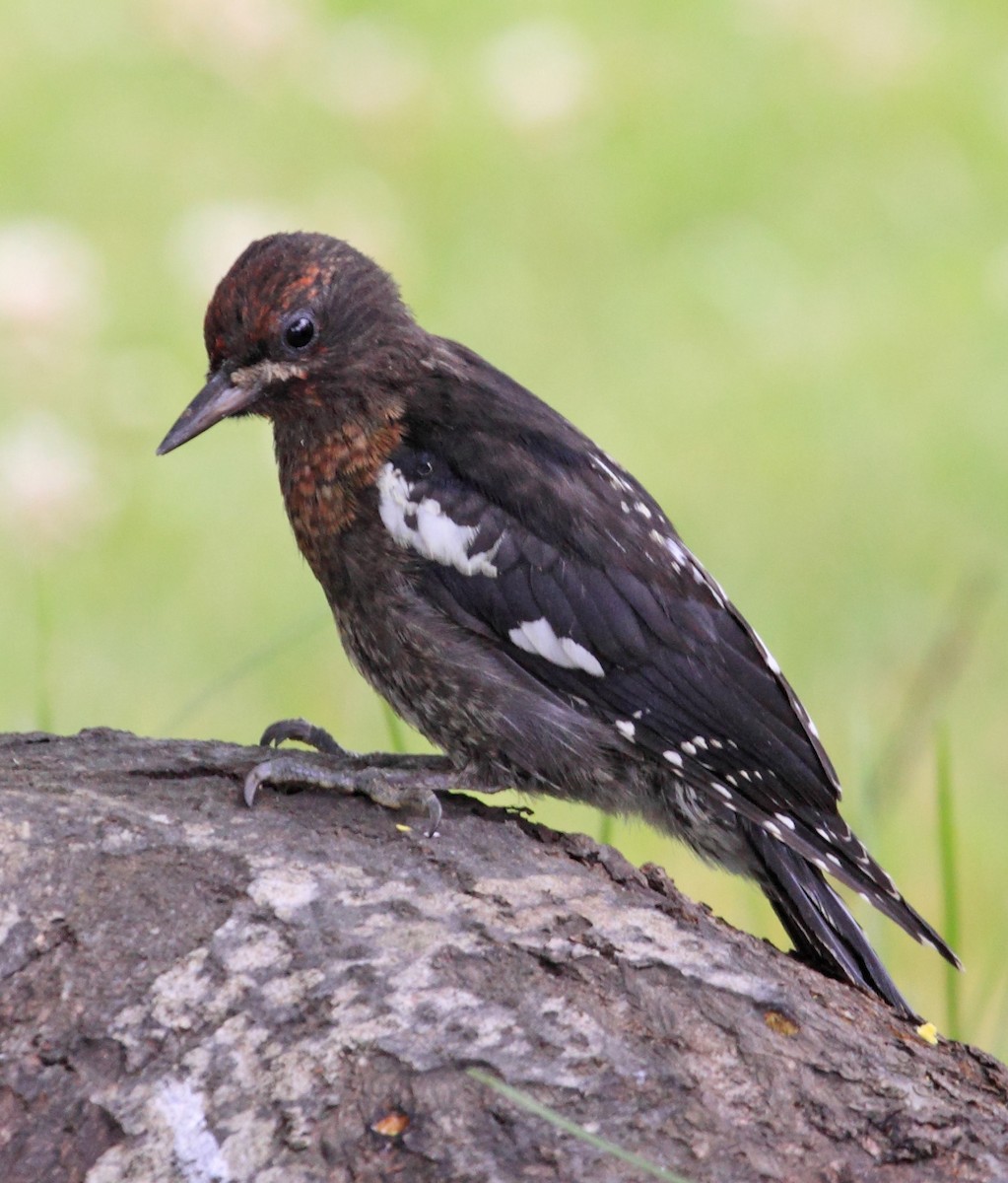 Red-breasted Sapsucker - ML623799325