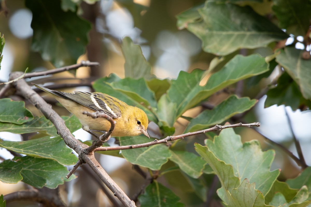 Bay-breasted Warbler - ML623799326