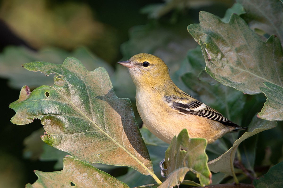 Bay-breasted Warbler - ML623799327