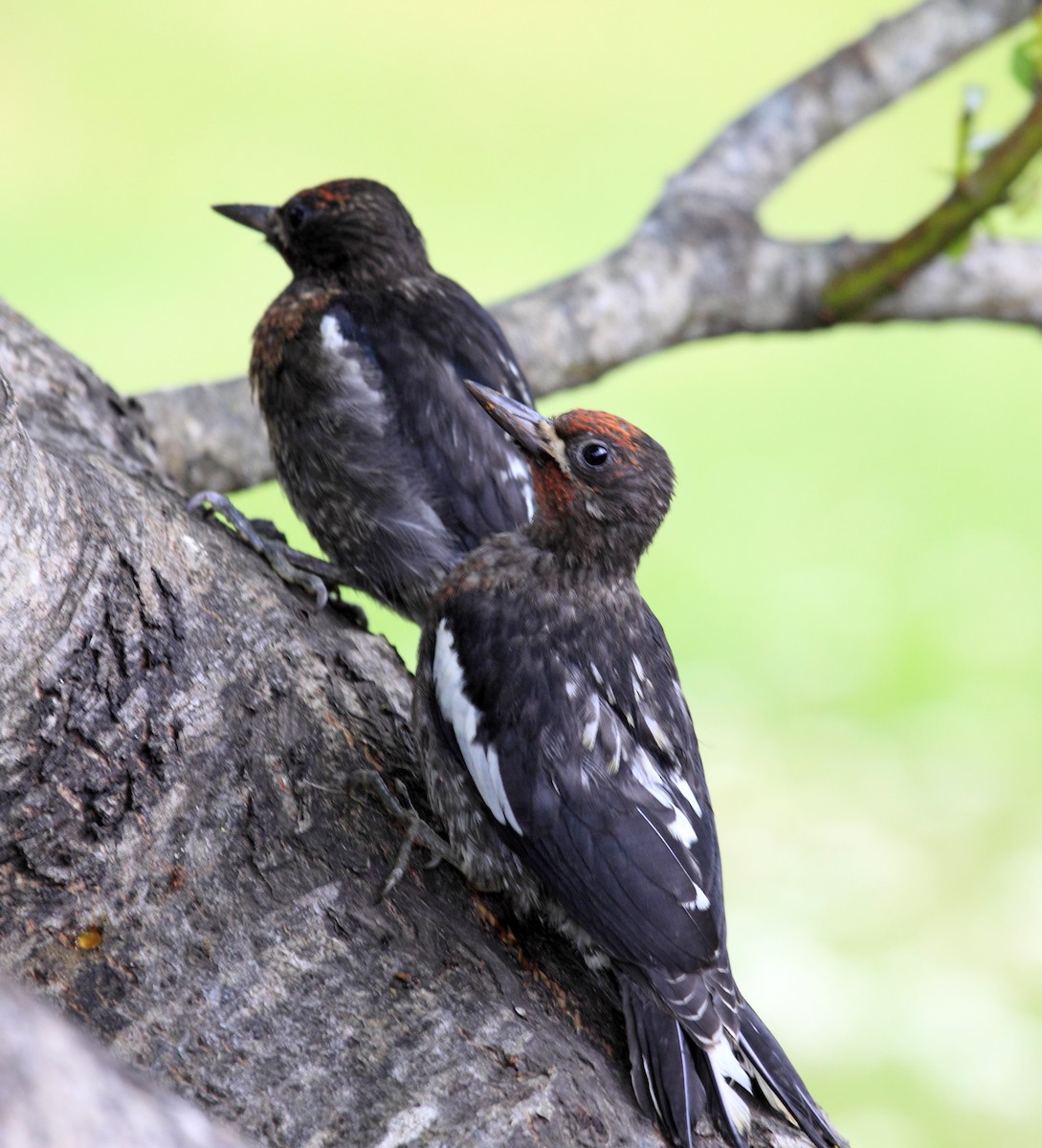 Red-breasted Sapsucker - ML623799328