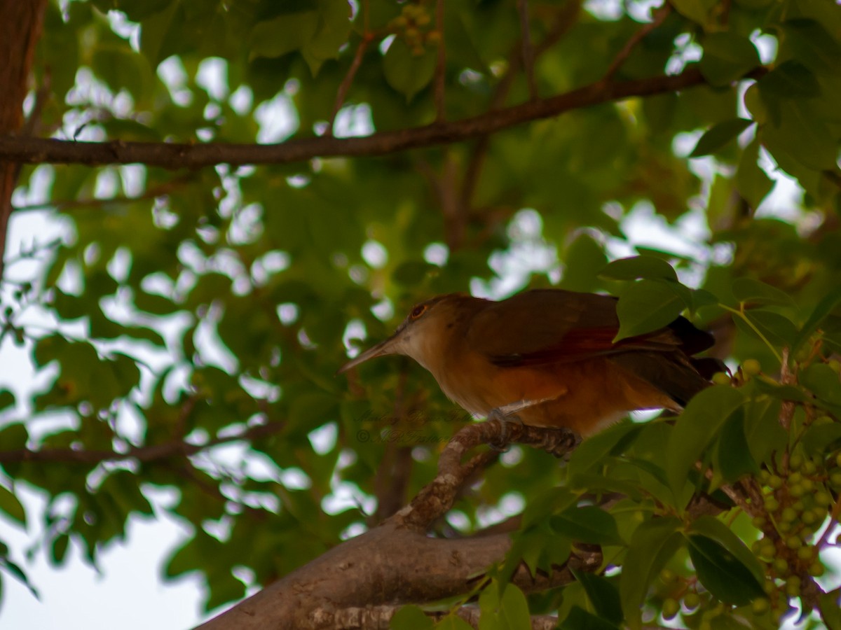 Great Lizard-Cuckoo - ML623799330