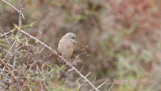 Spectacled Warbler - ML623799348