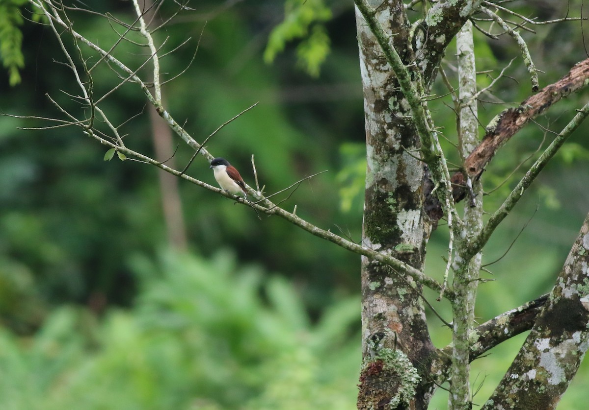 Alcaudón Birmano - ML623799378