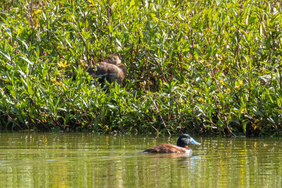 Black-bellied Whistling-Duck - ML623799387