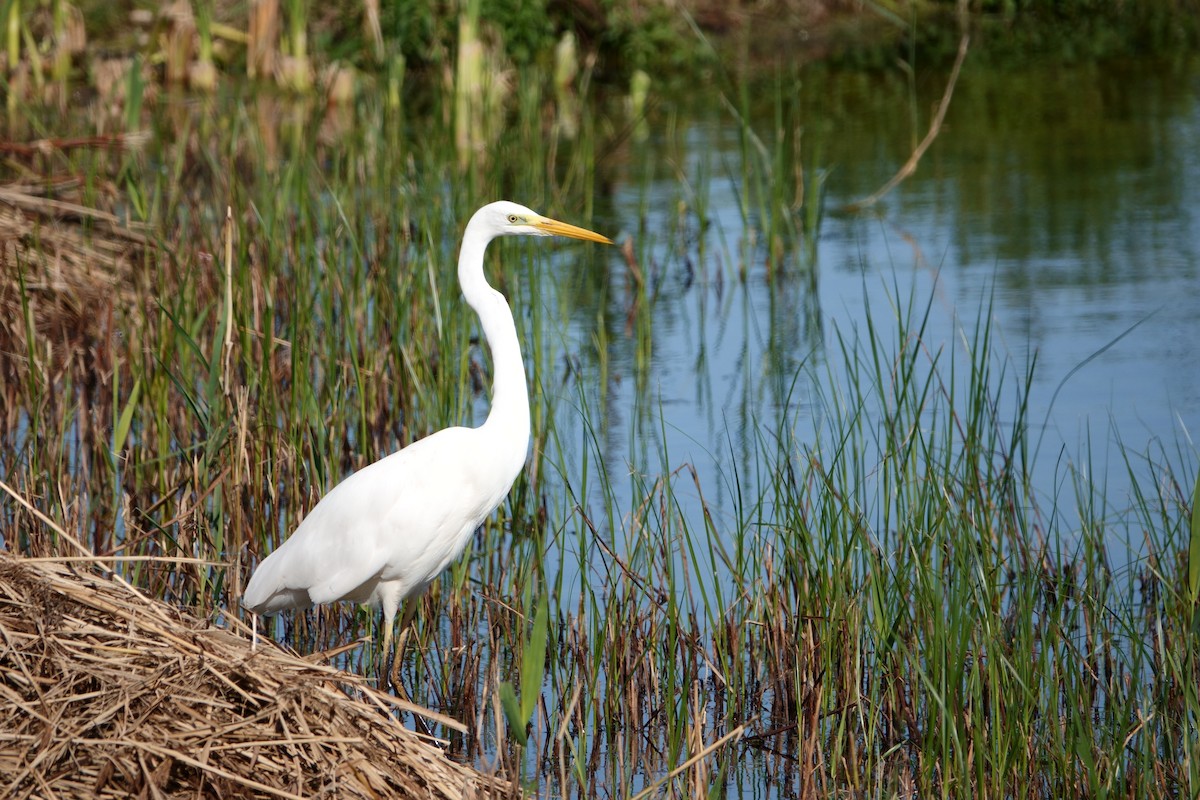 Great Egret - ML623799388