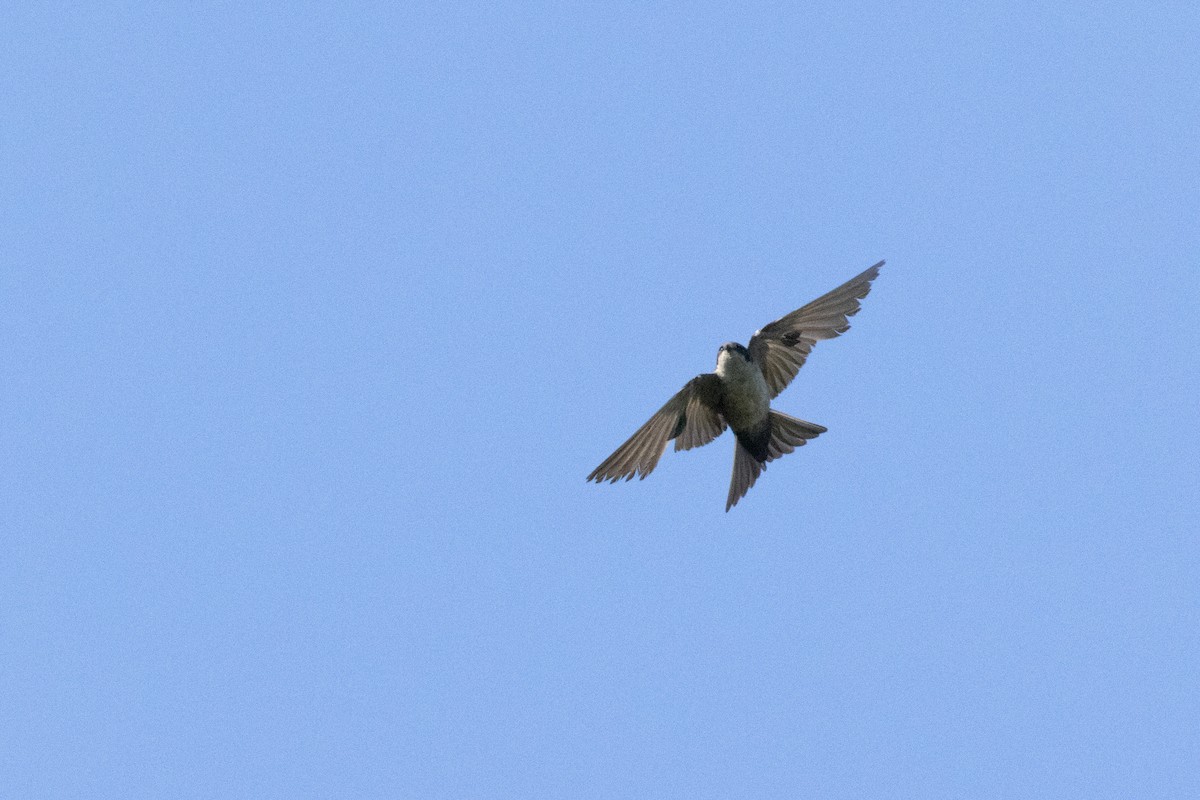 Brown-bellied Swallow - ML623799430