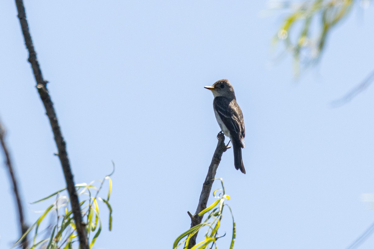 pewee sp. (Contopus sp.) - ML623799443