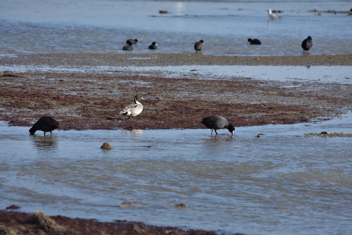 Northern Pintail - ML623799447