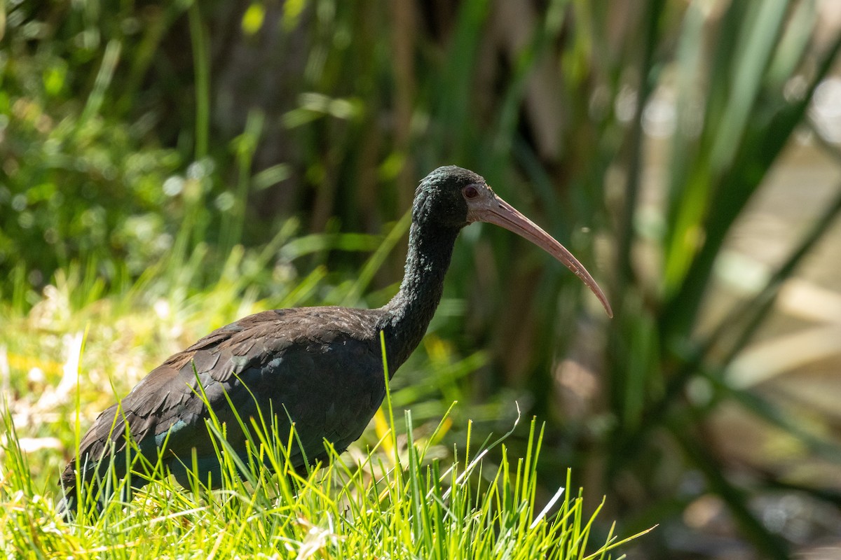 Bare-faced Ibis - ML623799449