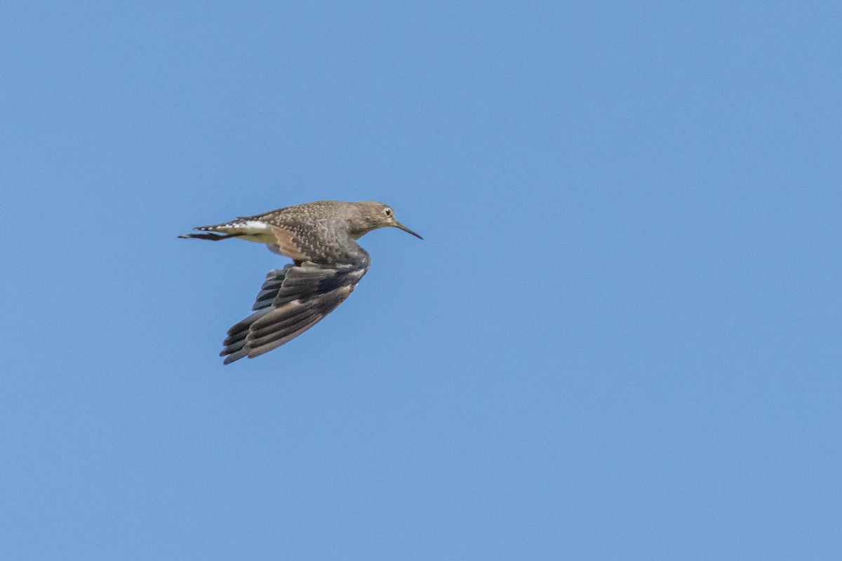 Solitary Sandpiper - ML623799465