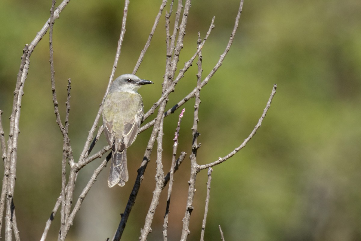 Tropical Kingbird - ML623799468