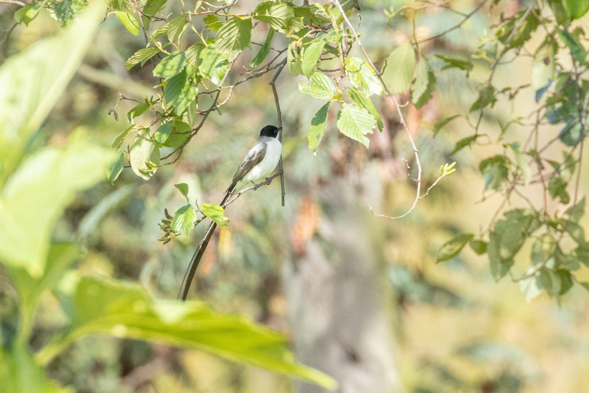 Fork-tailed Flycatcher - ML623799484