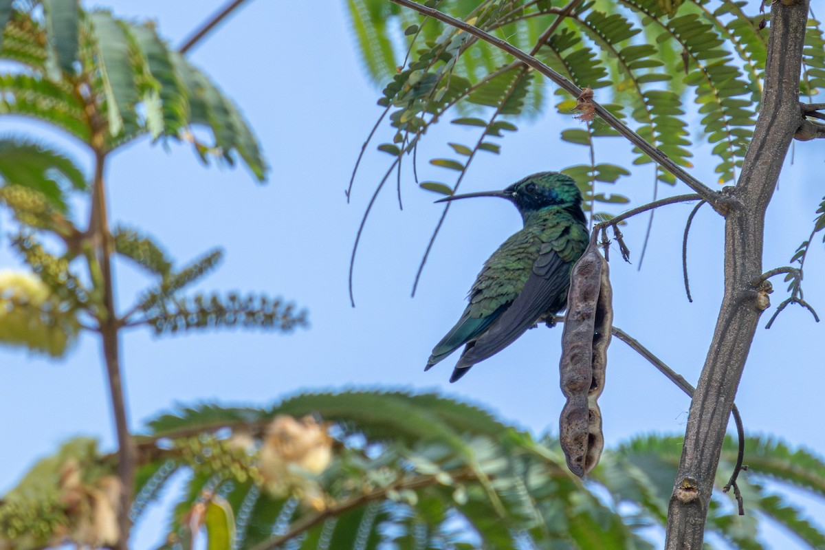 Sparkling Violetear - ML623799491