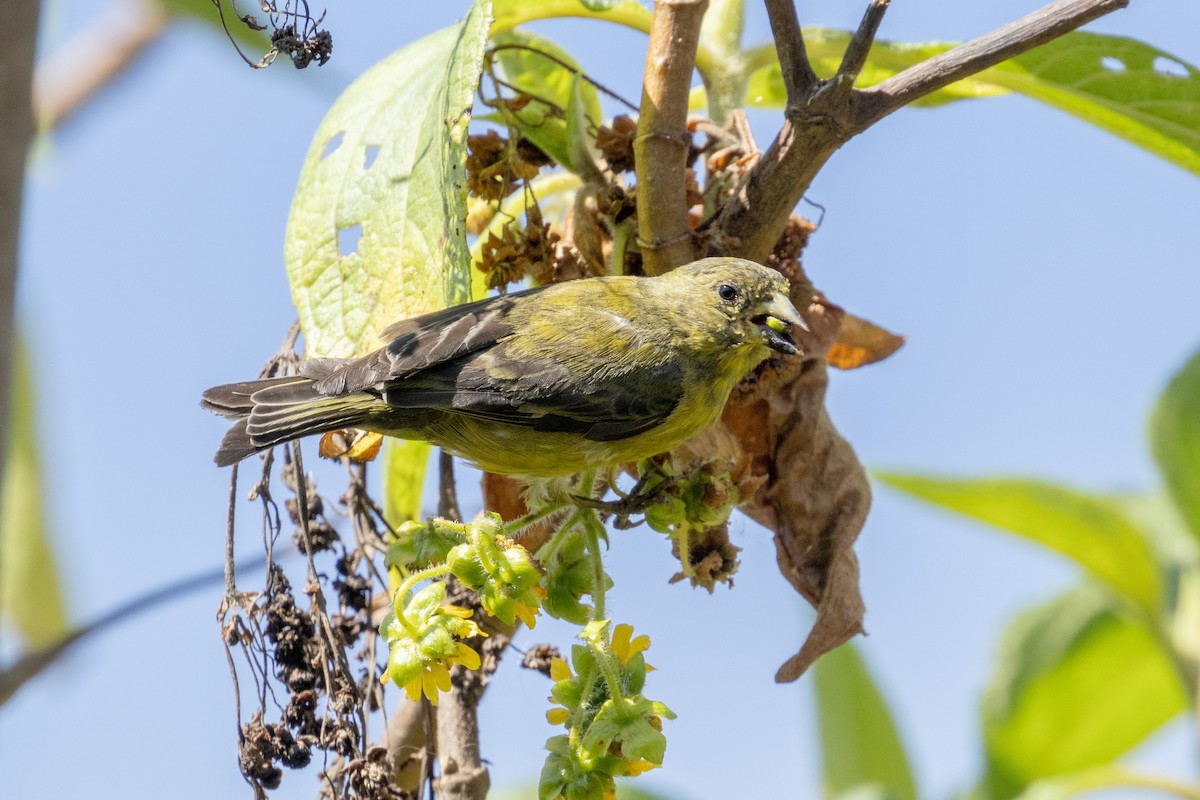 Andean Siskin - ML623799509