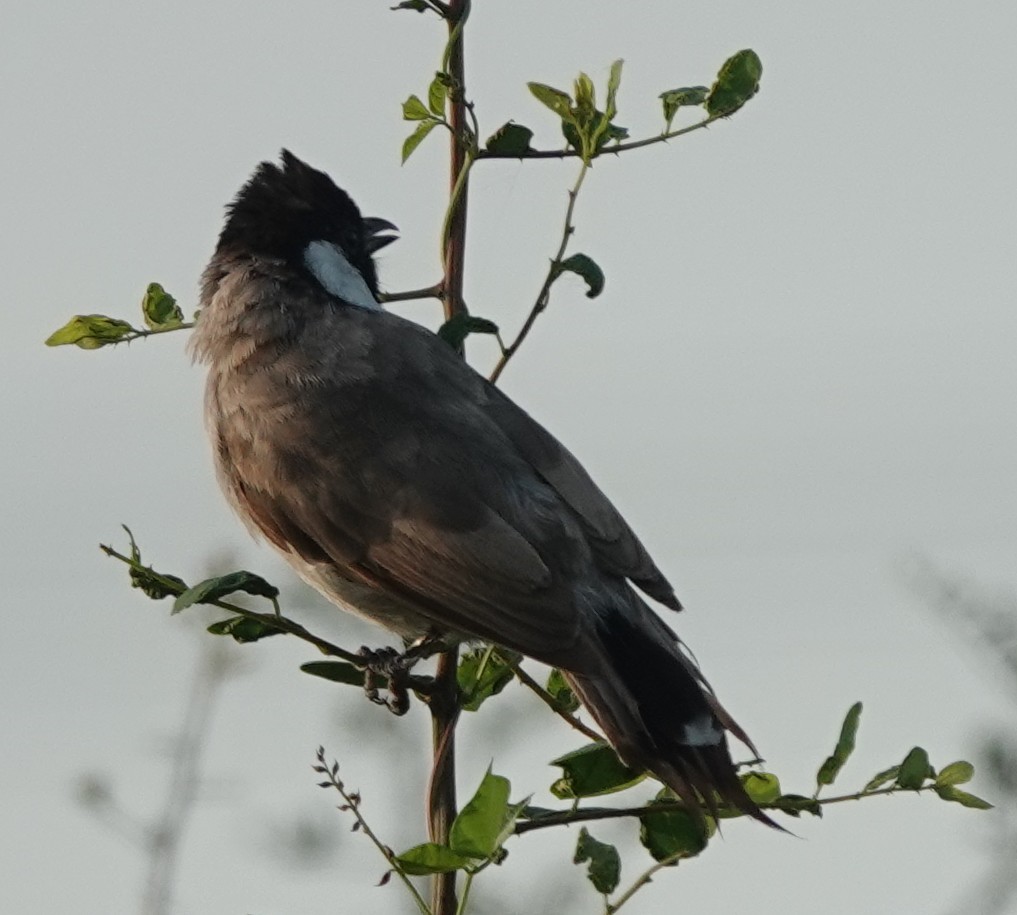 White-eared Bulbul - ML623799510