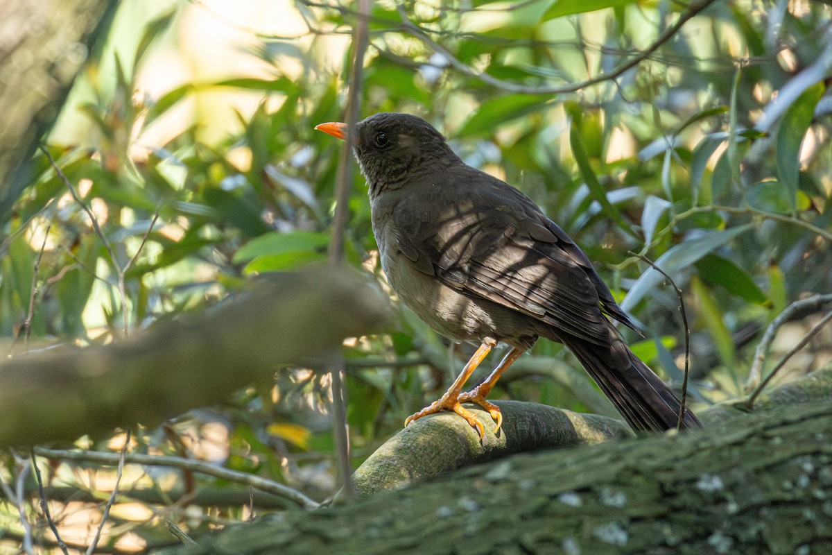 Great Thrush - ML623799520