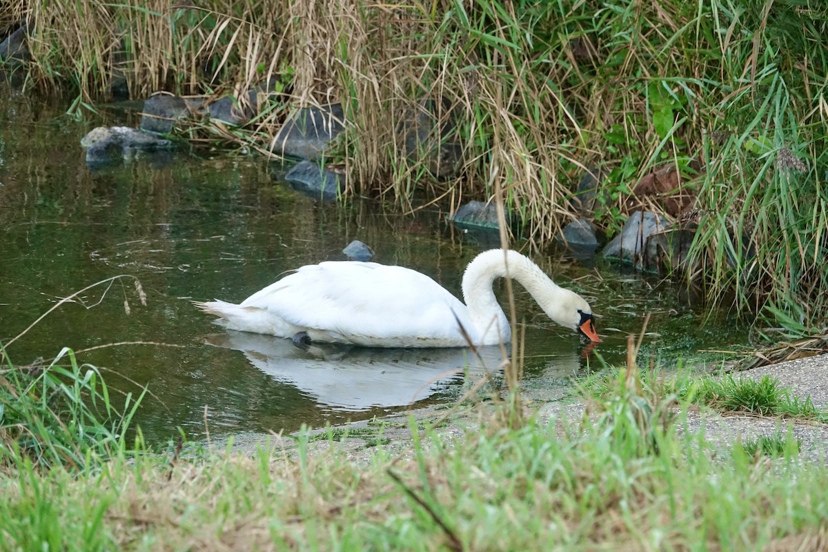 Cigno reale - ML623799530