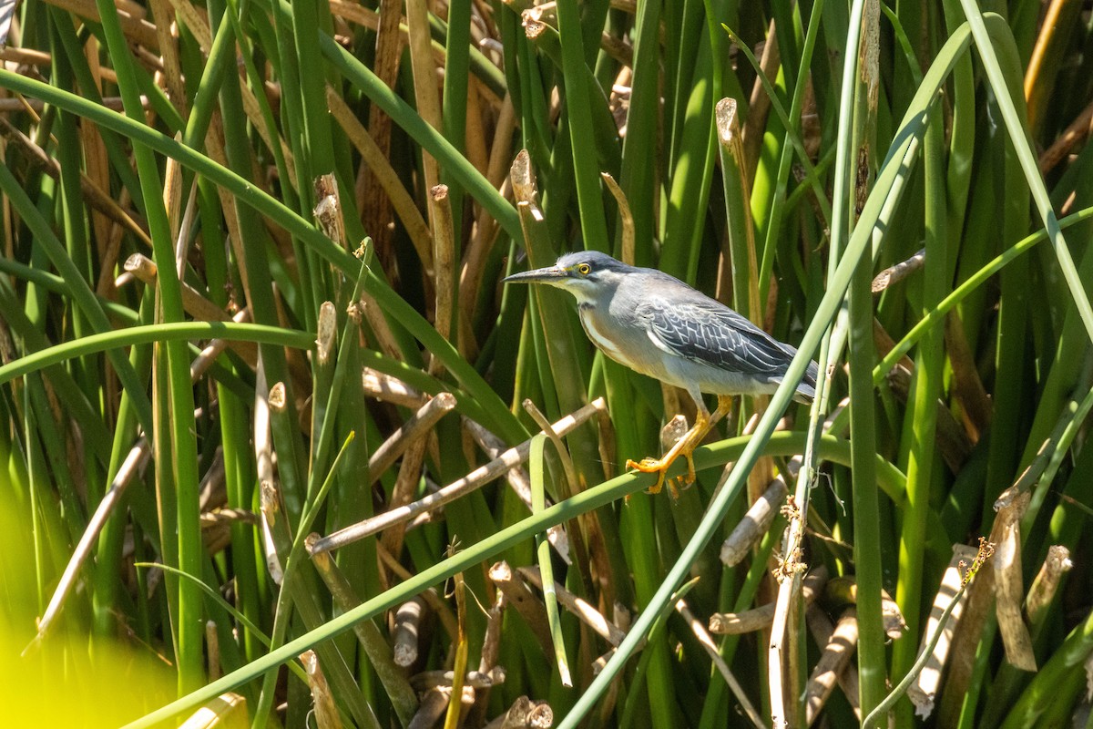 Striated Heron - ML623799547