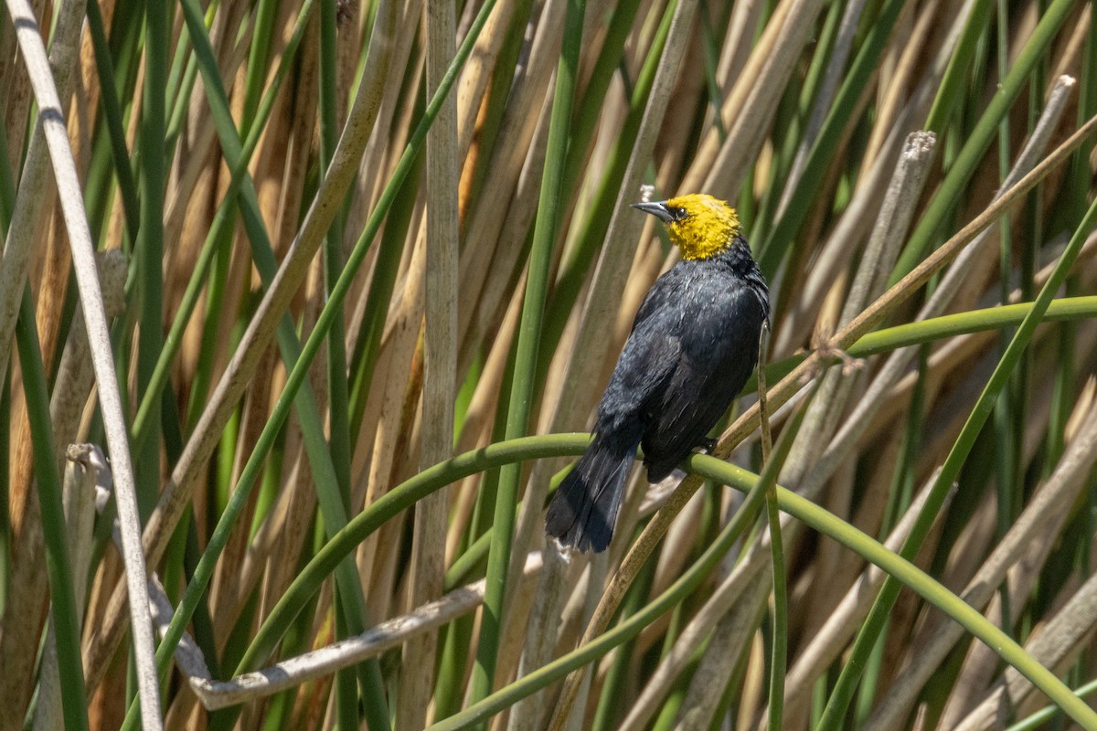 Yellow-hooded Blackbird - ML623799558