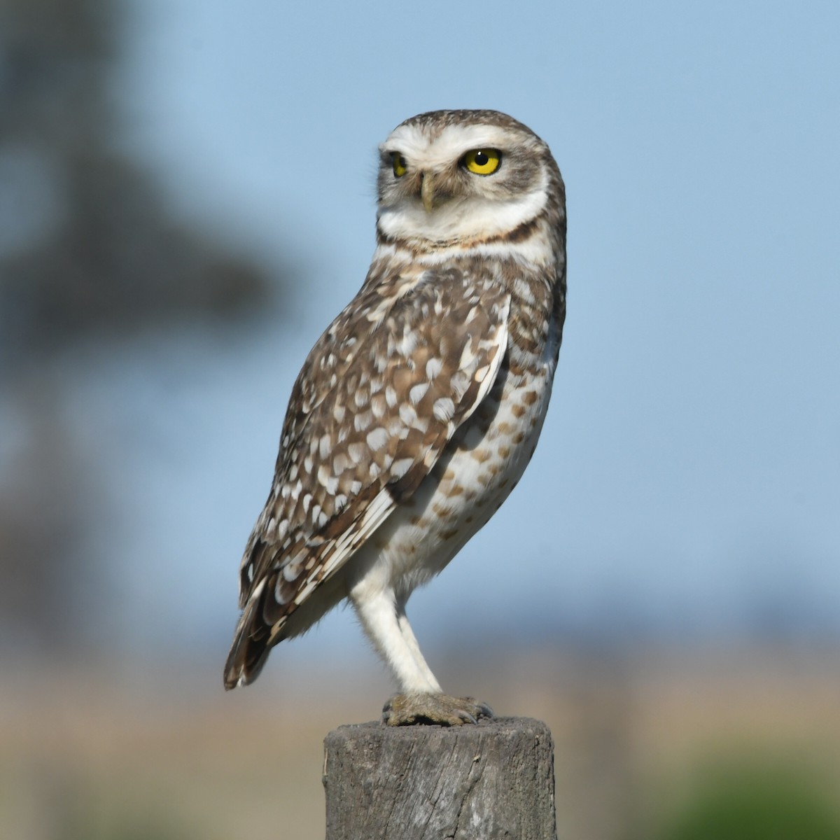 Burrowing Owl - ML623799568