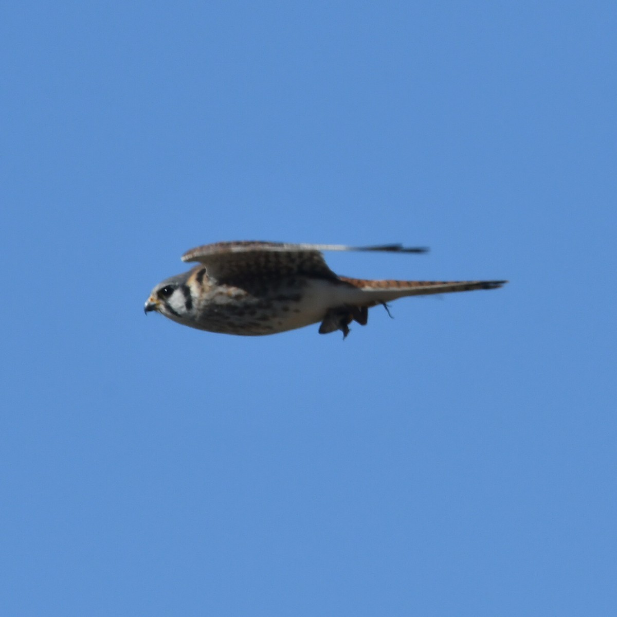 American Kestrel - Silvio Manuel Lamothe