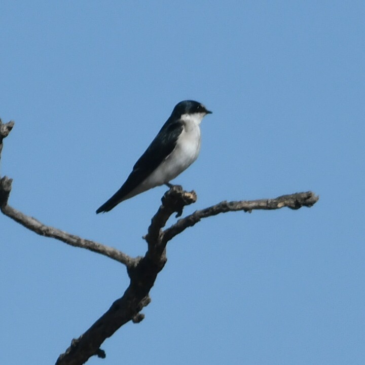 White-rumped Swallow - ML623799593