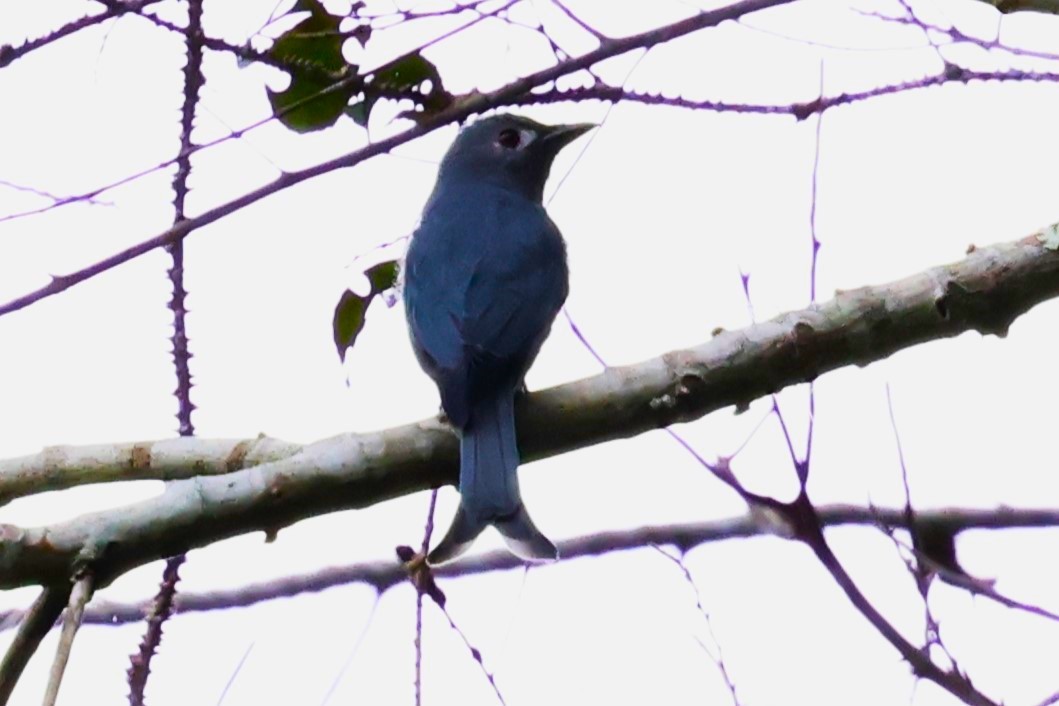 Drongo cendré (groupe periophthalmicus) - ML623799598