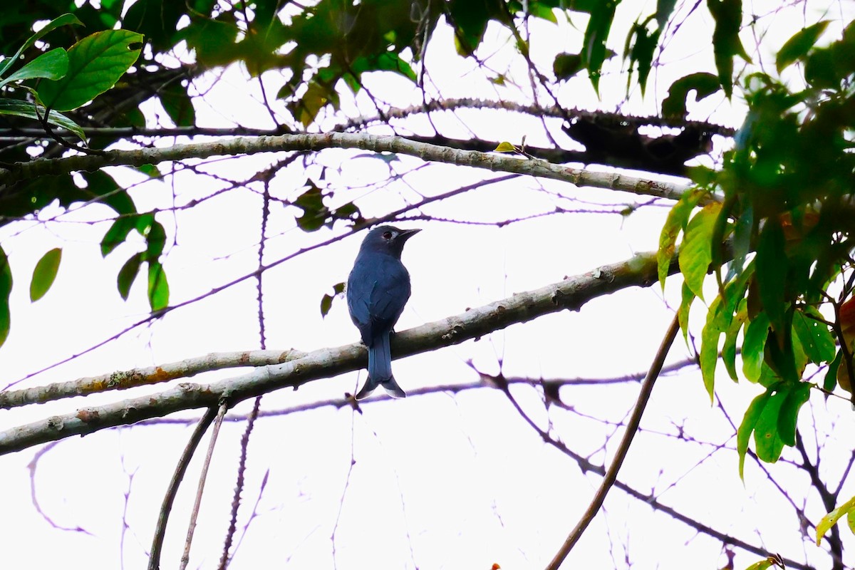 Drongo cendré (groupe periophthalmicus) - ML623799603