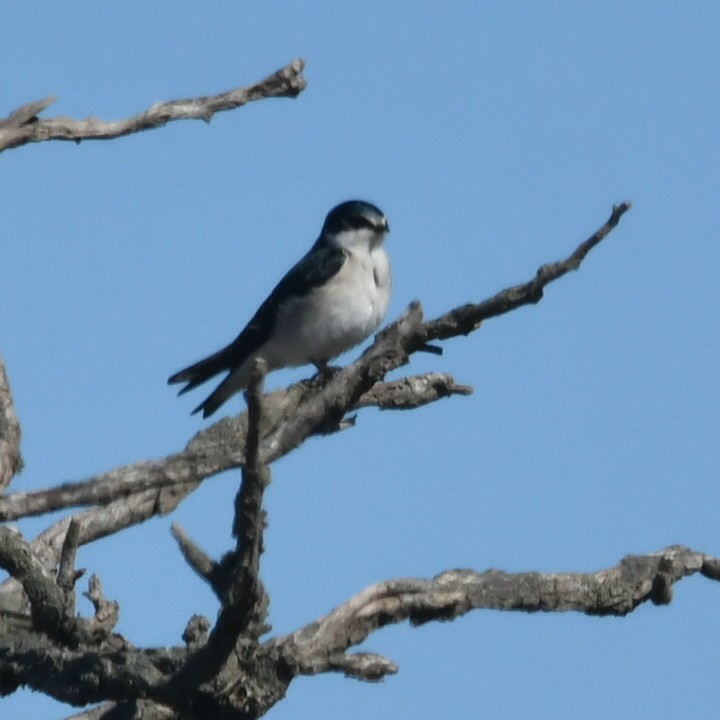 White-rumped Swallow - ML623799610