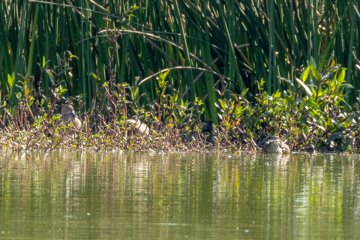 Blue-winged Teal - ML623799612