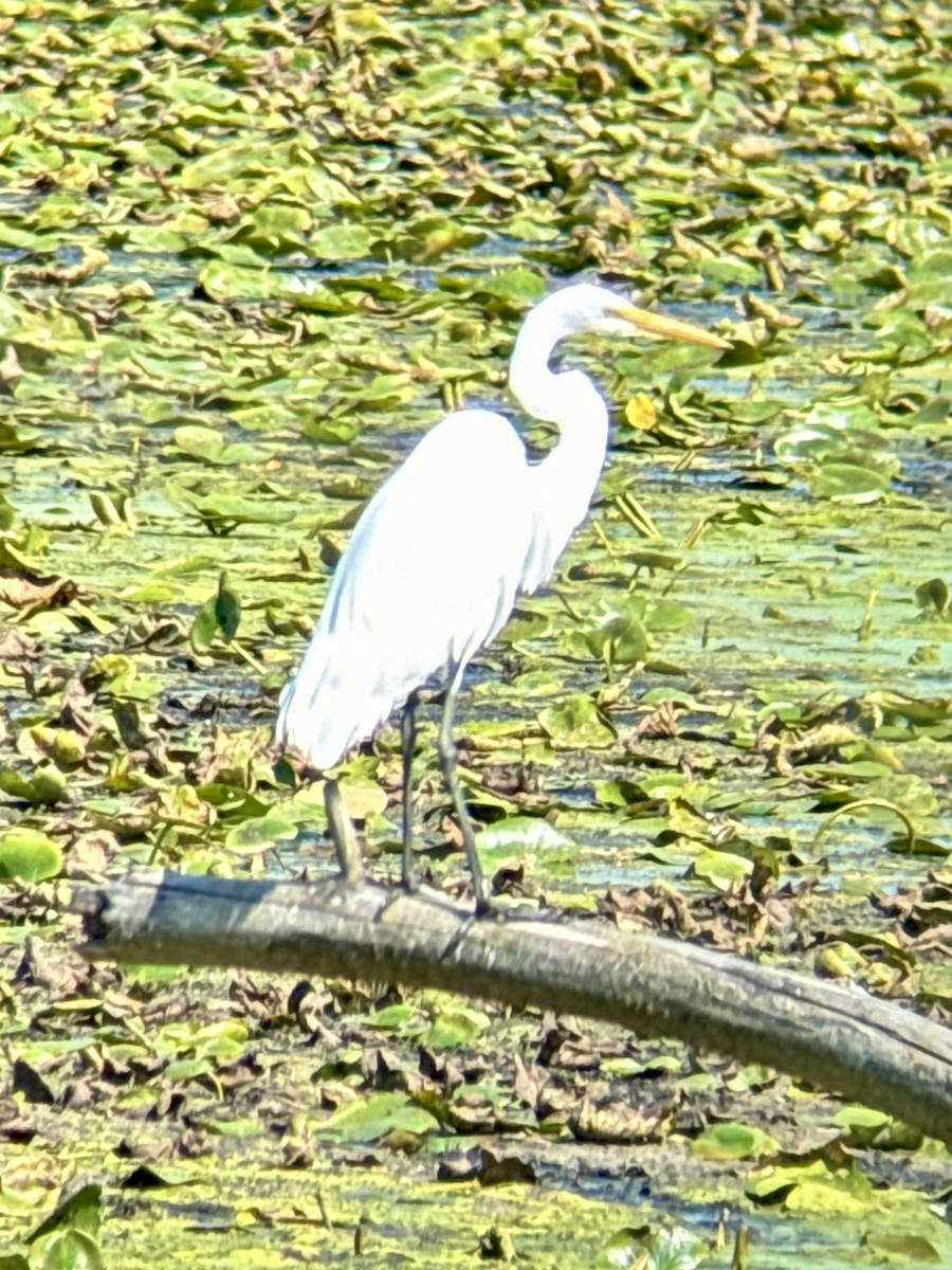 Great Egret - ML623799642