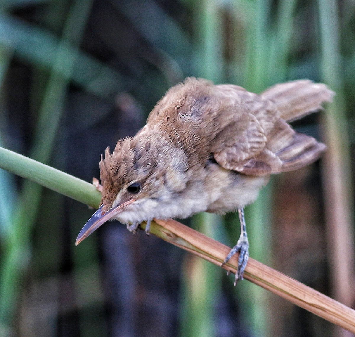 Basra Reed Warbler - ML623799652