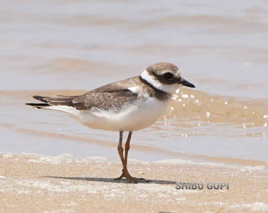 Хүзүүвчит хиазат - ML623799653