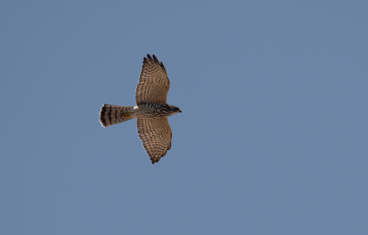 Levant Sparrowhawk - ML623799668