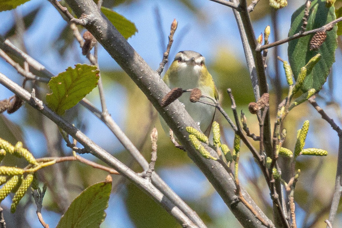 Red-eyed Vireo - ML623799683