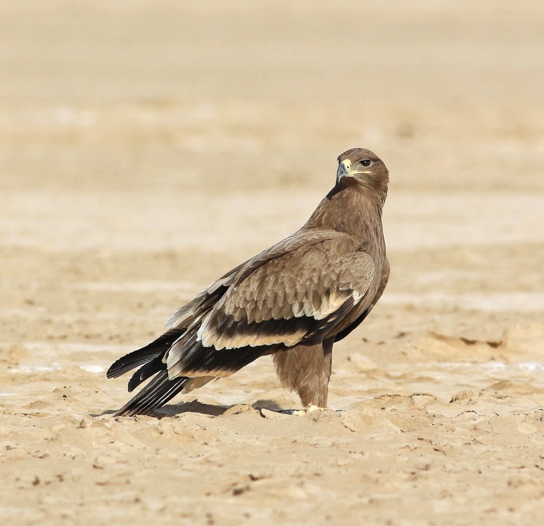 Steppe Eagle - ML623799700