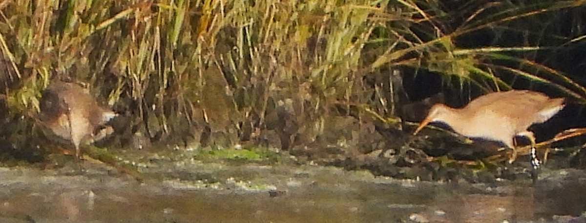 Clapper Rail - ML623799715