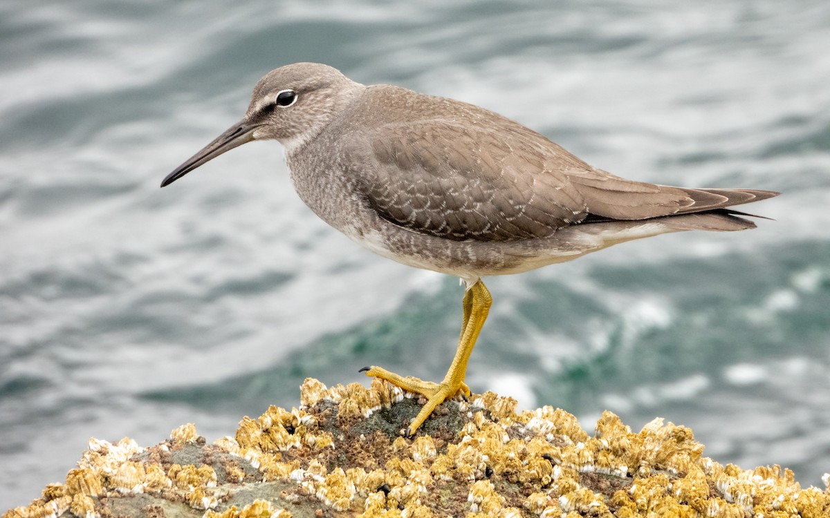 Wandering Tattler - ML623799743