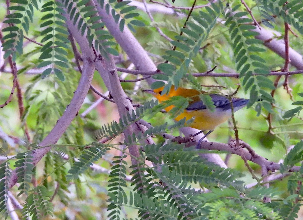 Prothonotary Warbler - ML623799752